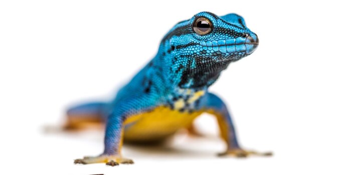 Ein blau-schwarzes Reptil mit gelben Bauch