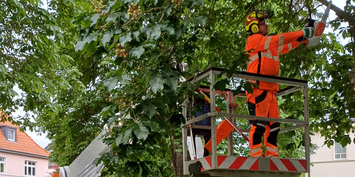 Foto: Baumschnitt © Stadtverwaltung Erfurt Ein Mann in Schutzkleideung steht auf einem Hubsteiger und verschneidet einen Baum mit Kettensäge