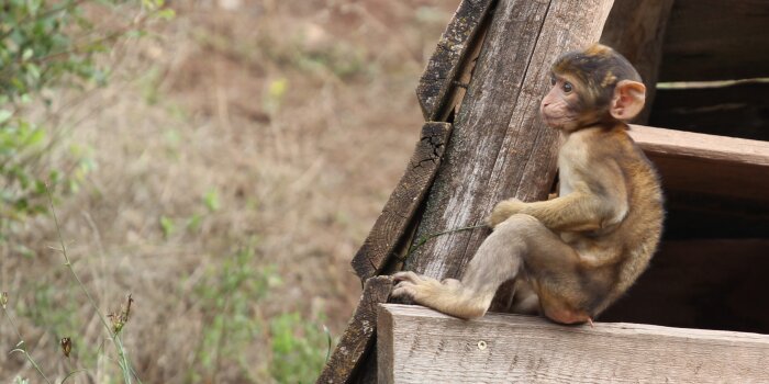 Foto: Berberaffendame Xenia © Thüringer Zoopark Erfurt Ein Affenbaby sitzt auf einer Holzbank