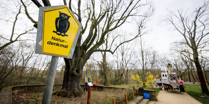 Anbringung eines Seils am Baum für den Zugversuch