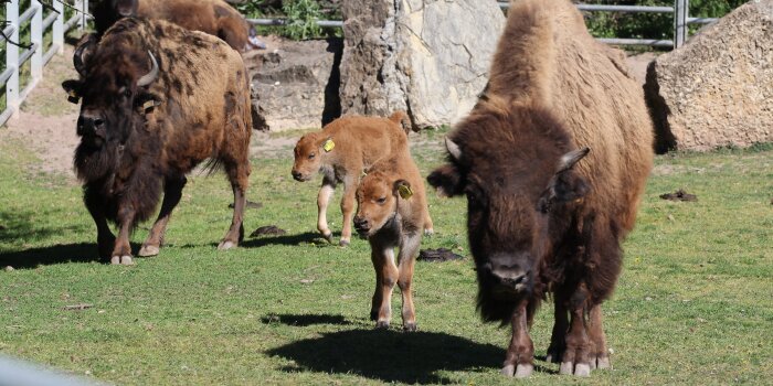 Drei große Tiere mit langem, brauenen Fell und Hörnern laufen mit ihren Jungen über eine Wiese. 