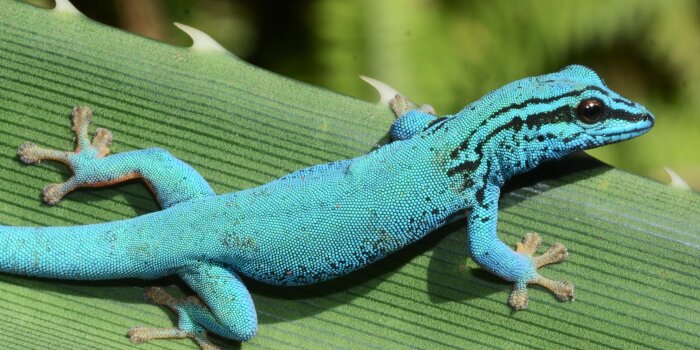 Eine himmelblaue Echse auf einem Blatt