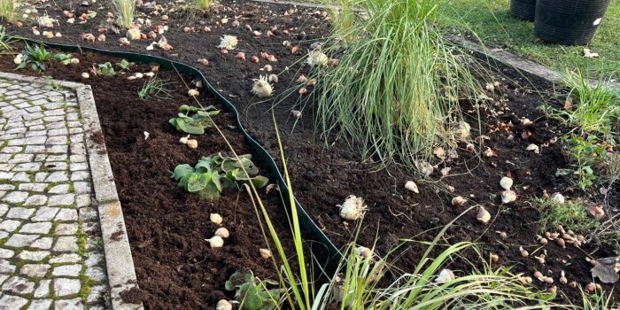 Blumenzwiebeln liegen auf einem großen Blumenbeet, vorberietet zum Stecken