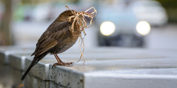 ein Vogel sitzt auf einer Mauer und hat trockenes Gras im Schnabel