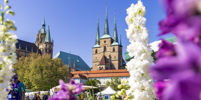 der Erfurter Dom mit Severikirche, im Vordergrund Blumen in Weiß und Violett