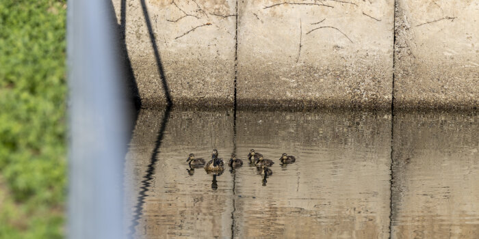 eine große und mehrere kleine Ente schwimmen auf dem Wasser in einem Betonbecken