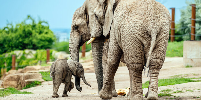 Foto: Erste Ausflüge auf der Außenanlage: Erfurter Elefantennachwuchs entwickelt sich prächtig © Thüringer Zoopark Erfurt/Steve Bauerschmidt Zwei große und ein sehr kleiner, junger Elefant laufen nebeneinander über einen sandigen Weg, umgeben von Grün.