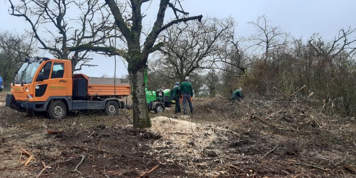 Personen stehen zwischen Bäumen udn Sträuchern und schneiden diese zurück, daneben parkt ein LKW