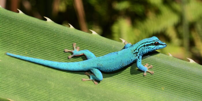 Ein blau-schwarzes Reptil mit gelbem Bauch