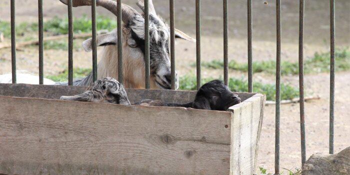 Eine schwarze und eine schwarz-grau gefleckte Zicklein liegen nebeneinander in einem Futtertrog.