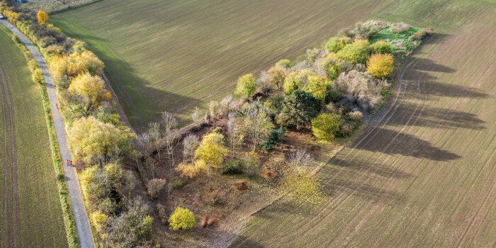 Blick auf ein kleines Waldstück, umgeben von Feldern, im Hintergrund eine Ortschaft