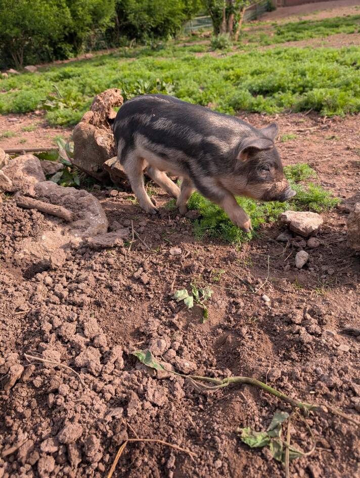 ein Wollschweinferkel im Gehge, der Boden besteht aus Erde und Gras