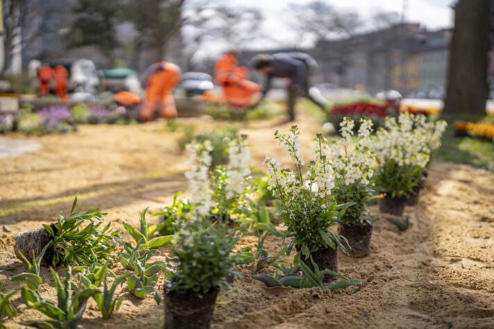 Viele Personen in Arbeitskleidung pflanzen Frühblüher an einem Beet