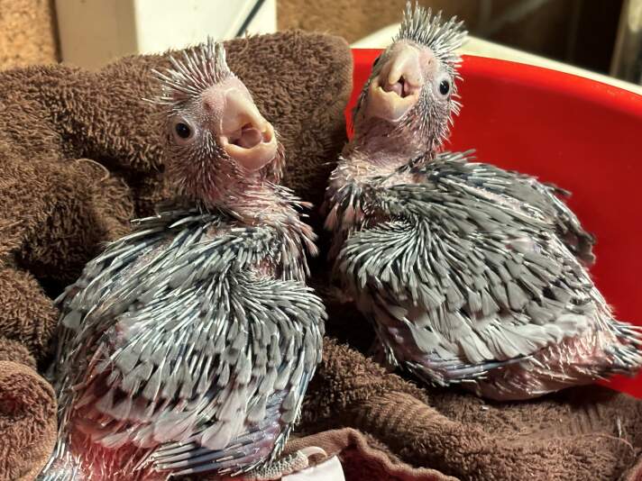 zwei frisch geschlüpfte Vogelbabys in ein Handtuch gewickelt