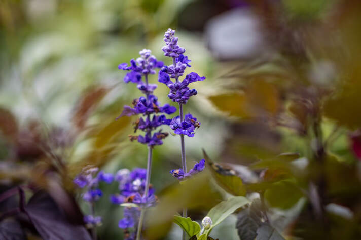 Nahaufnahme einer lanstieligen Blume mit lila Blüten