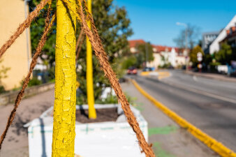 Nahaufnahme eines Baustammes von einem jungen Baum, der Stamm ist mit einer Schutzlasur behandelt