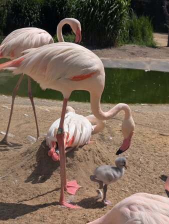 rosafarbene Flamingos stehen zusammen in einem Zoogehege, dabei ein graues Jungtier