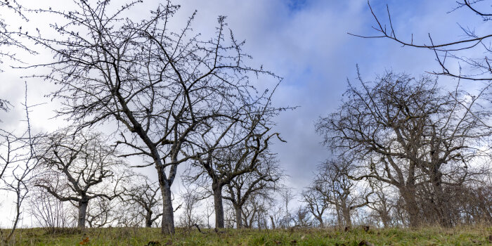 kahle Obstbäume auf einer Wiese unter blauen Himmel mit Wolken