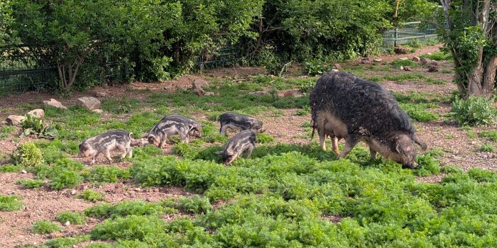 ein Wollschwein im Gehege, die Ferkel laufen um die Mutter herum