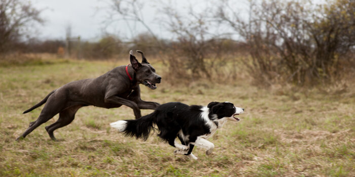 Zwei Hunde beim toben auf einer Grünfläche