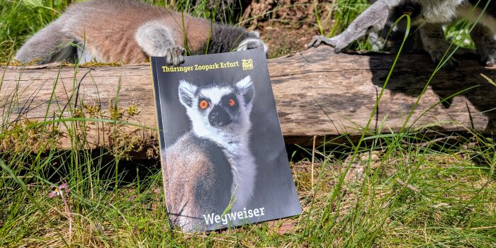 Ein Buch lehnt im Gras an einem Holzstamm, mehrere Katta-Affen sitzen drumherum