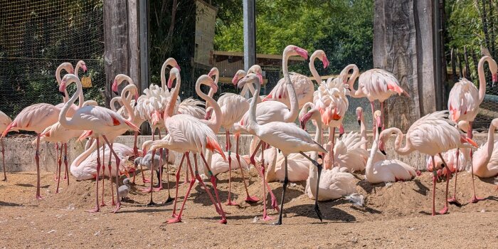 viele rosafarbene Flamingos stehen zusammen in einem Zoogehege