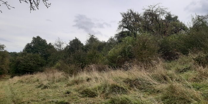 Blick auf zugewachsenes Areal aus Bäumen und Sträuchern, im Vordergrund hohes Gras