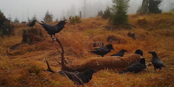 Raben an und auf einem Rotwildkadaver