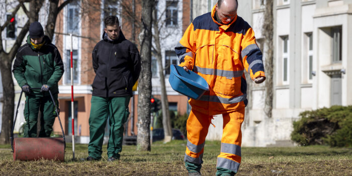 Drei Personen auf einer Wiese, eine wirft Saatgut aus, eine verdichtet mit einer Walze und eine Person schaut zu