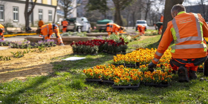 Viele Personen in Arbeitskleidung pflanzen Frühblüher an einem Beet