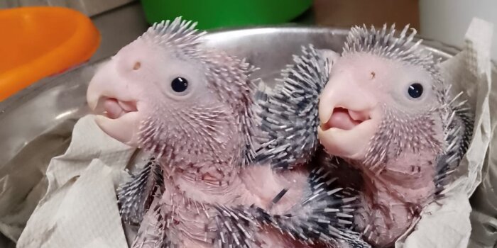 zwei frisch geschlüpfte Vogelbabys in Tücher gewickelt