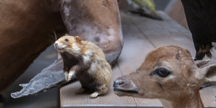 ein Feldhamster-Präparat zwischen anderen Tierpräparaten