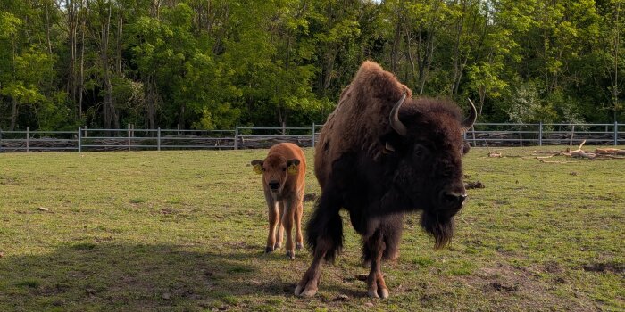 Ein Bisonkalb steht mit seiner Mutter im Gehege, im Hintergrund Bäume