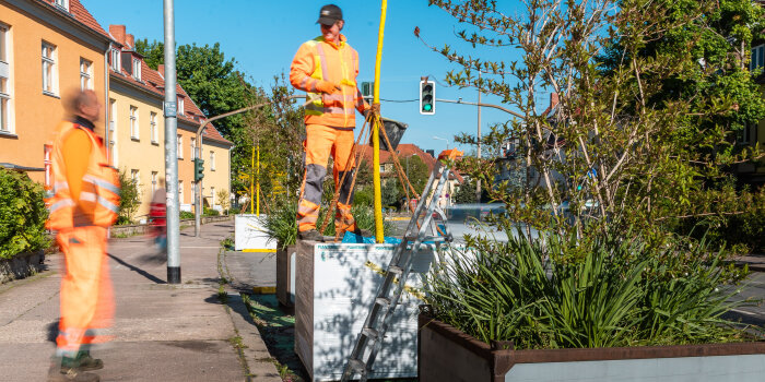 Zwei Personen in Arbeitkleidung stehen an einer Straße und arbeiten an einem in einen Pflanzkübel gepflanzten Baum