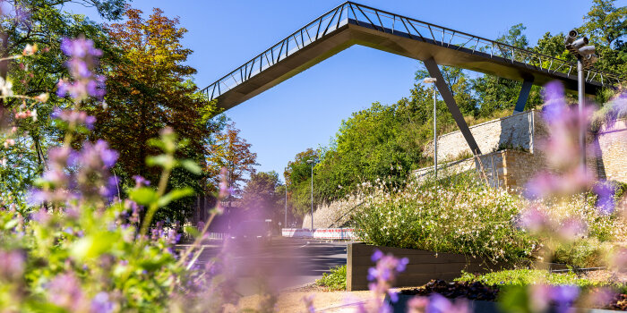 Foto: Mauerkronenbrücke im September 2023 © Stadtverwaltung Erfurt eine filigranen Stahlbrücke mit abgeknicktem Verlauf, im Vordergrund lilafarbene Blumen