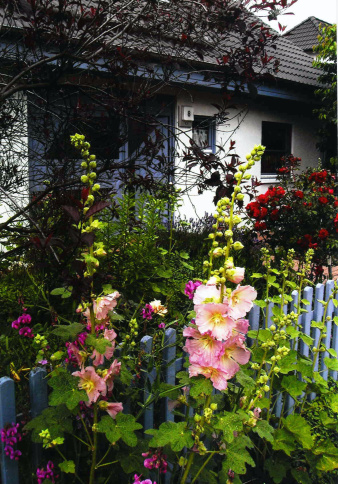 Rosafarbene Stockrosen vor einem blauen Gartenzaun. Dahinter ein blau-weißes Einfamilienhaus.