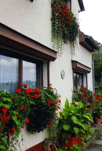 Überquellende Pelargonienkästen an einem weißem Einfamilienhaus mit braunen Rolladen-Kästen