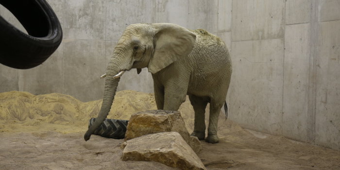 Ein Elefant steht im inneren Laufstall des Elefantenhauses und erkundet den mit Sand und Steinen gestalteten Stall. 