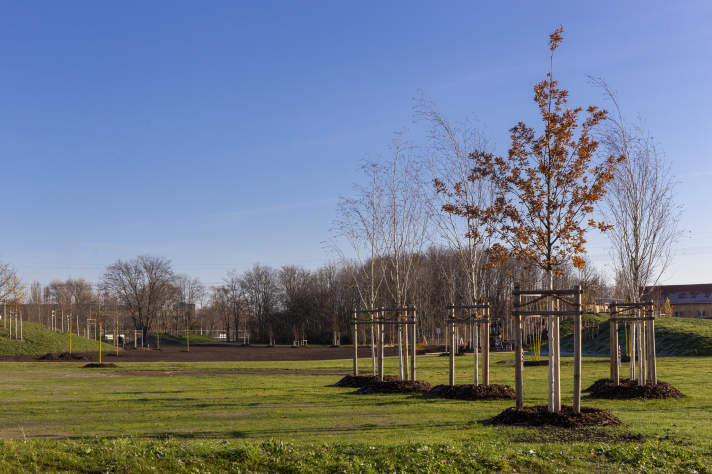 frisch gepflanzte Bäume in einem Park