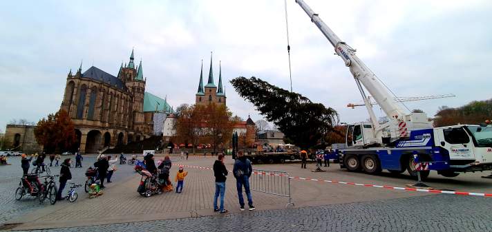 ein Kran hat den Baum am Seil