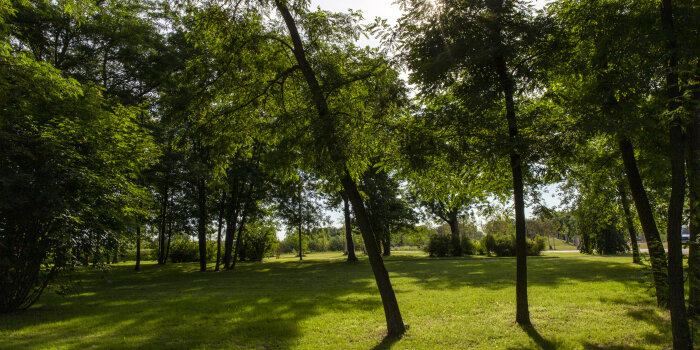 ein Park mit Grünfläche und einigen Bäumen