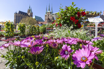 ein Marktstand mit zahlreichen Blumen und Pflanzen, im Hintergrund der Erfurter Dom