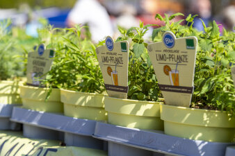 Pflanzen an einem Marktstand, auf dem Etikett steht "Limo-Pflanze"