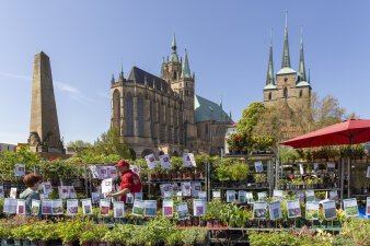 ein Marktstand mit zahlreichen Pflanzen, im Hintergrund der Erfurter Dom