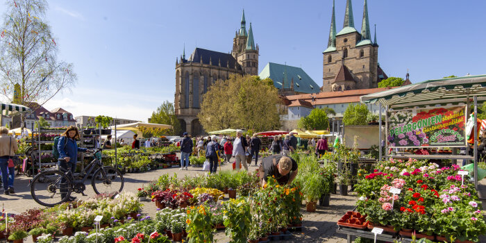 Blick auf einen Markt mit Blumen- und Pflanzenständen, im Hintergrund der Erfurter Dom