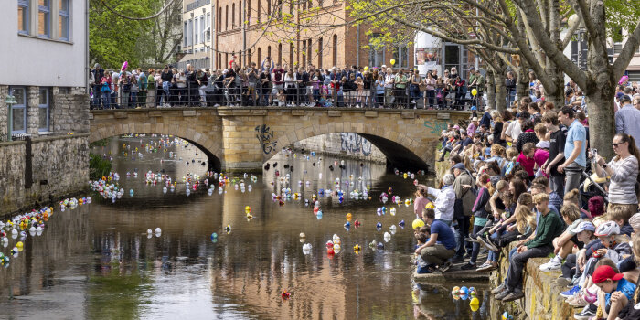 Plastikenten schwimmen auf einem Fluss, viele Menschen sind am Ufer