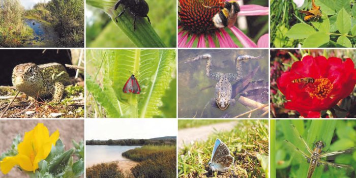 Titelblatt – Broschüre – Biologische Vielfalt in Kommunen