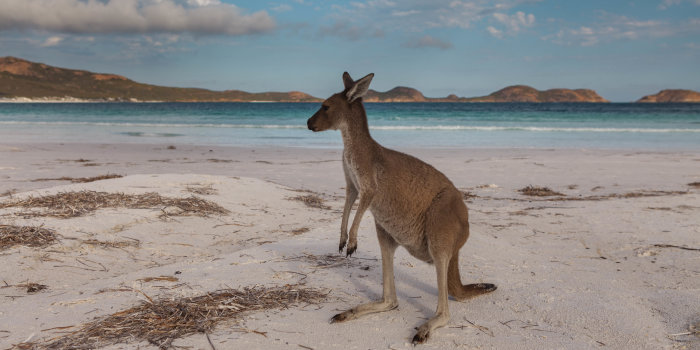 Ein Känguru steht an einem Strand. 