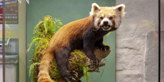 Ein Tierpräparat
