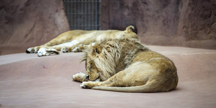 Gibt es im Zoopark bald Löwennachwuchs?